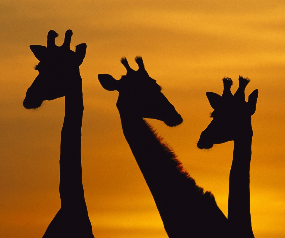 Три силуэта жирафов на фоне неба обои