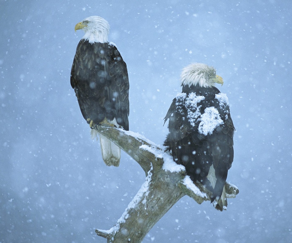 Орлы на ветке в снегопад обои