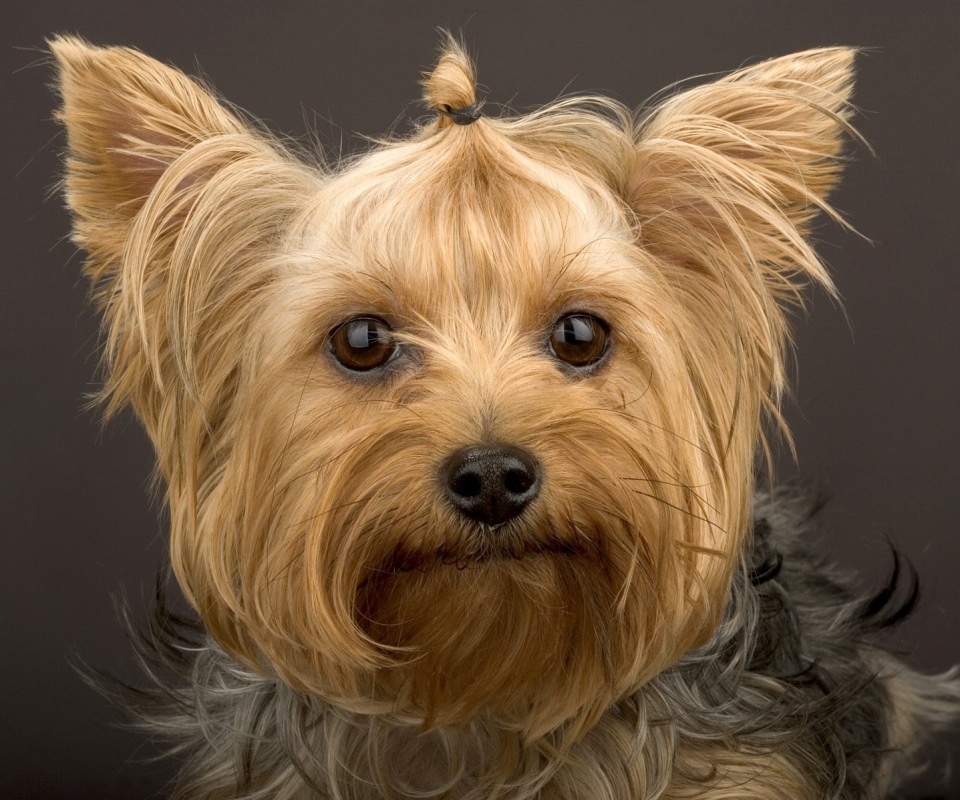 Йоркширский терьер обои