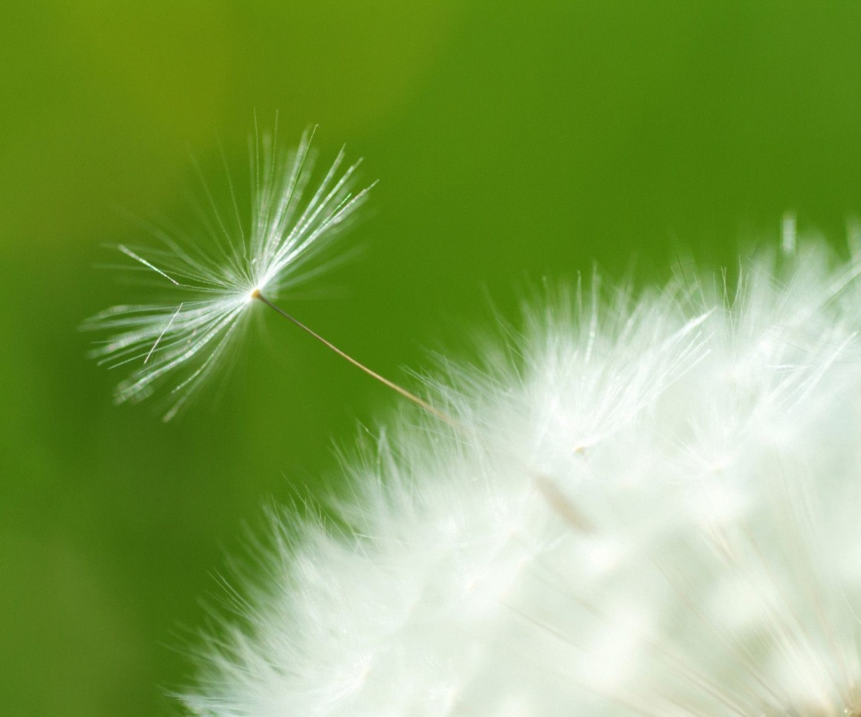 Пушинка одуванчика обои