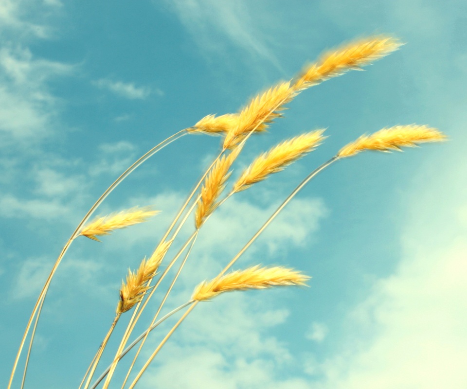 Колосья обои