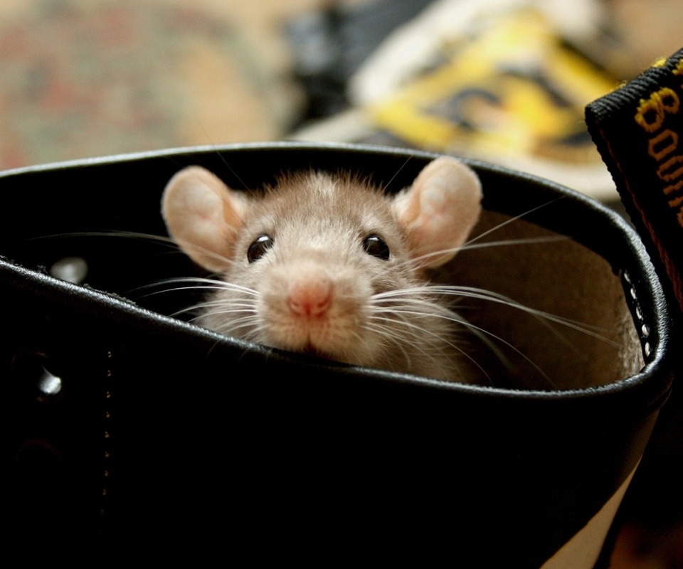 Мышонок выглядывает из ботинка обои