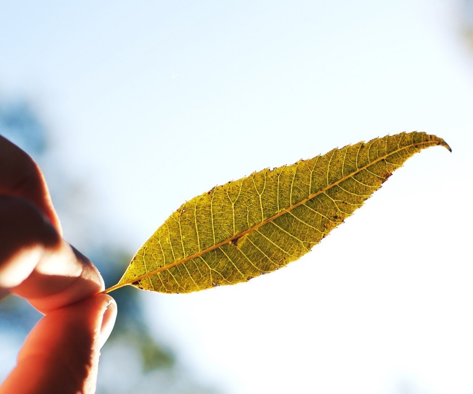 Листик в пальцах обои