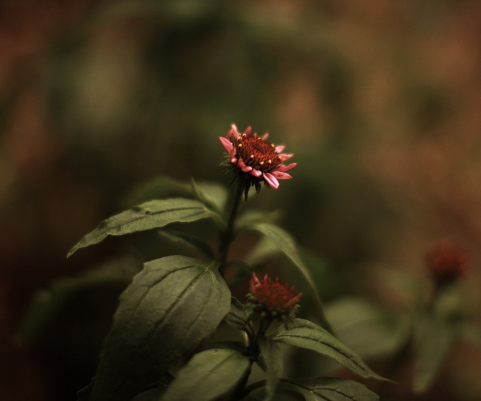 Фотография цветка обои