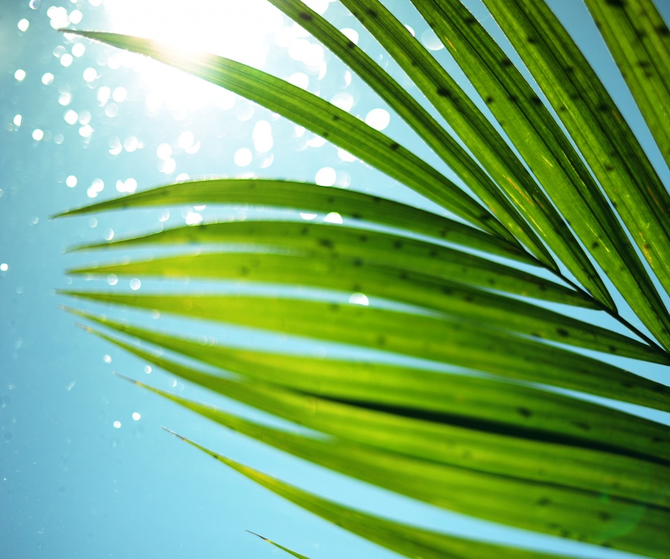 Солнце просвечивает сквозь пальмовый лист обои