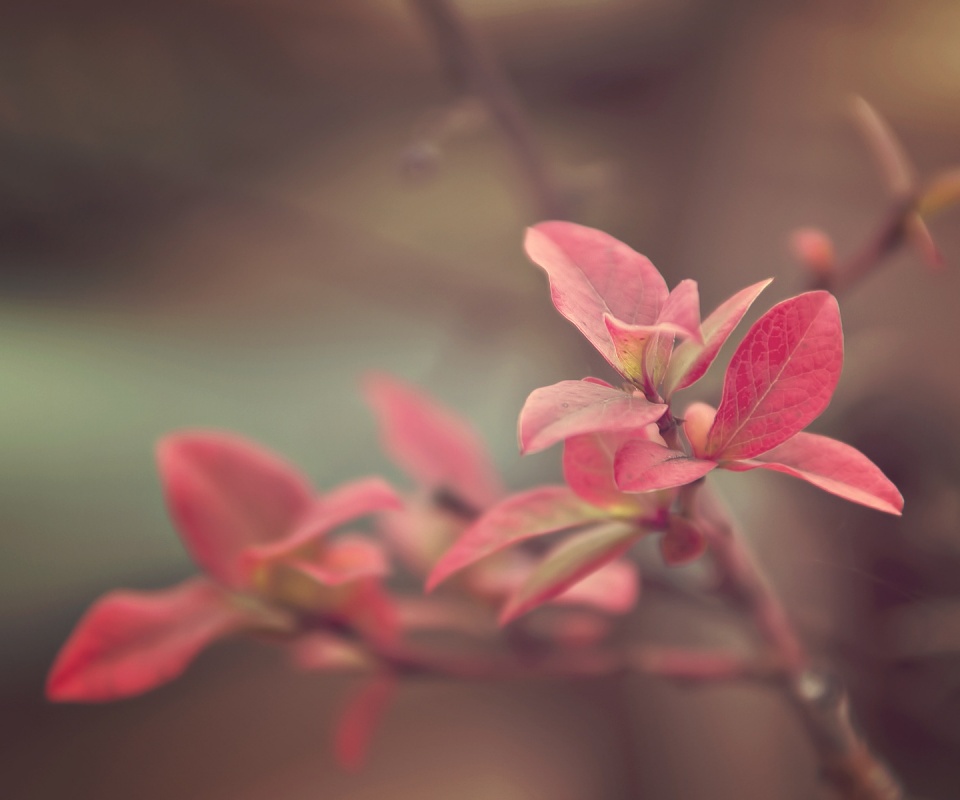 Красные листья на ветке обои