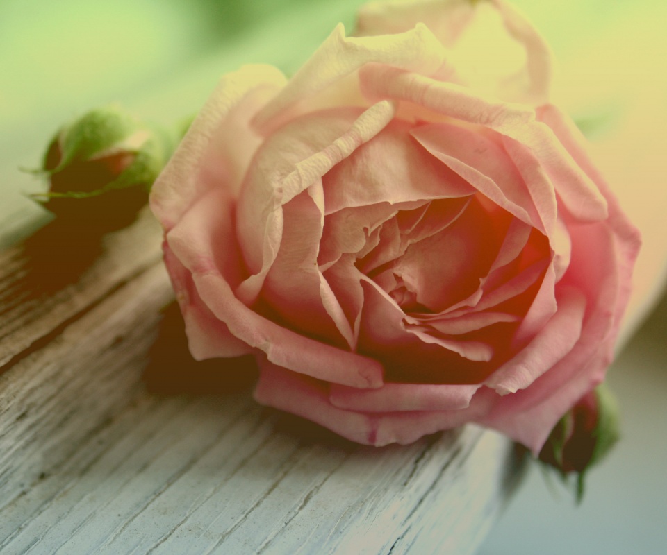 Бутон нежной розы обои