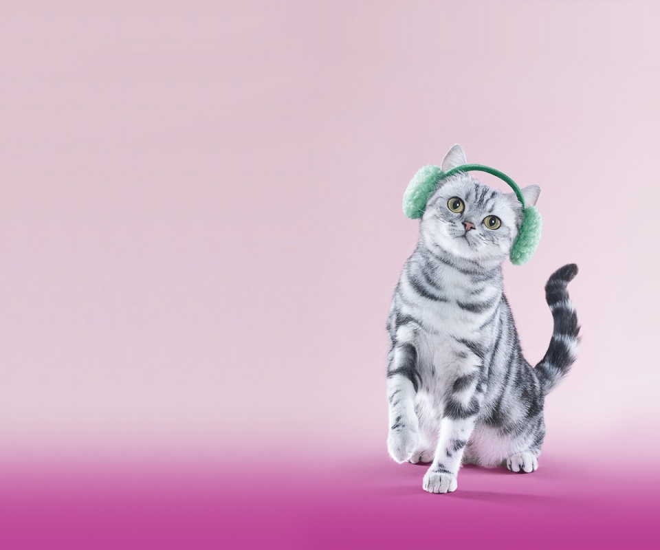 Кот в зеленых наушниках обои