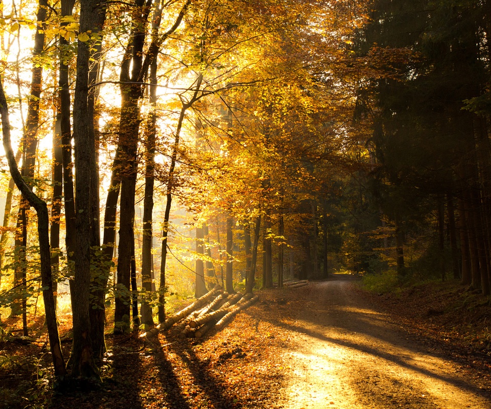 Дорога вдоль просеки в осеннем лесу обои