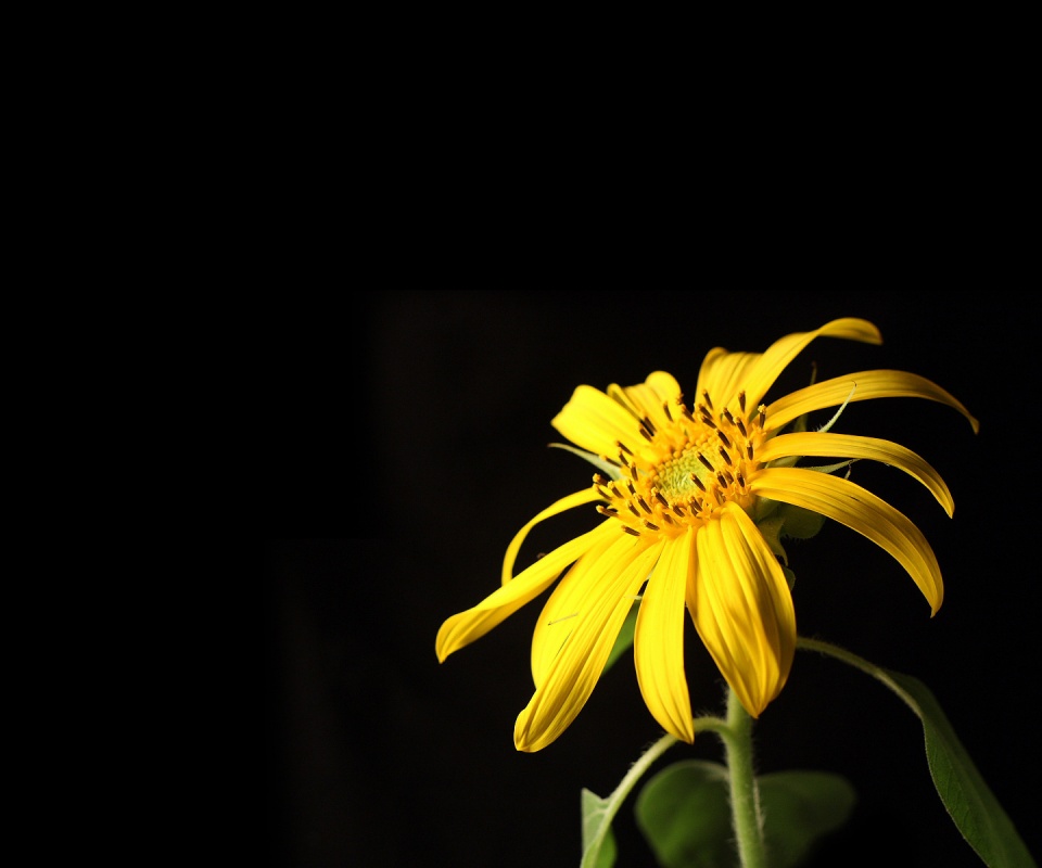 Жёлтый цветок на чёрном фоне обои