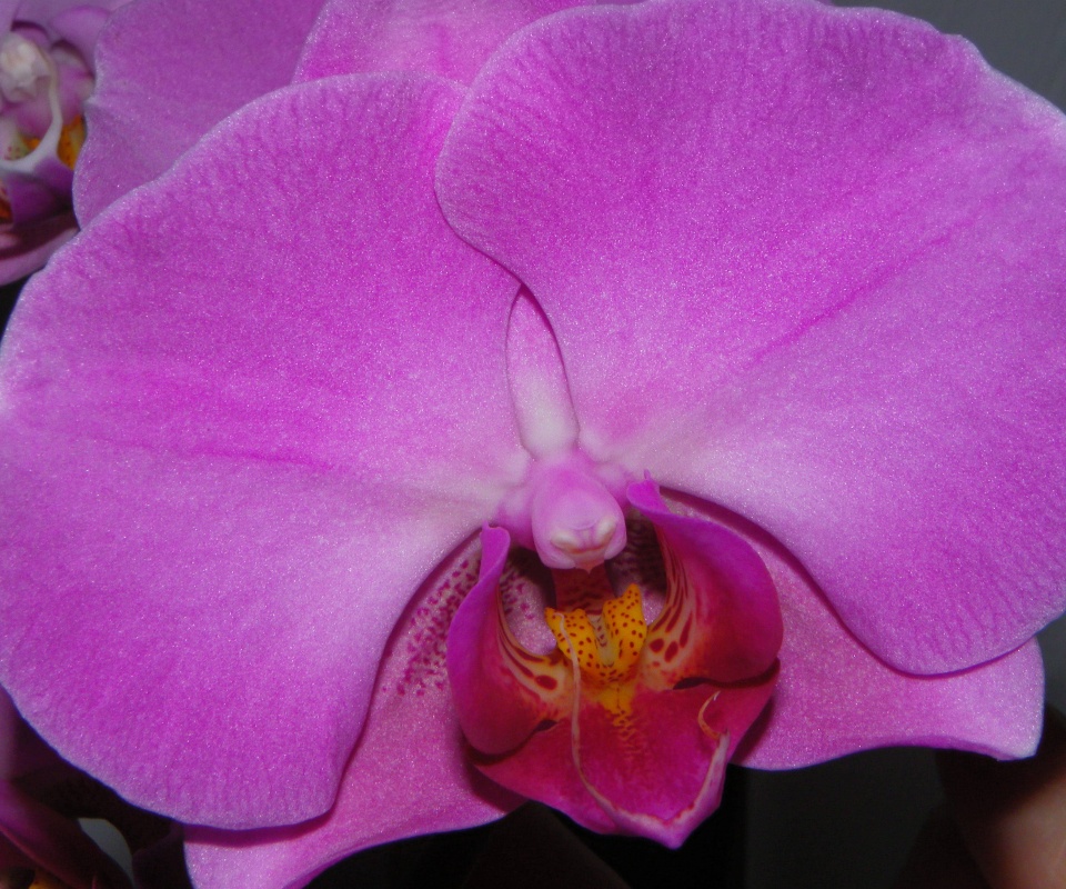 Фиолетовая орхидея обои