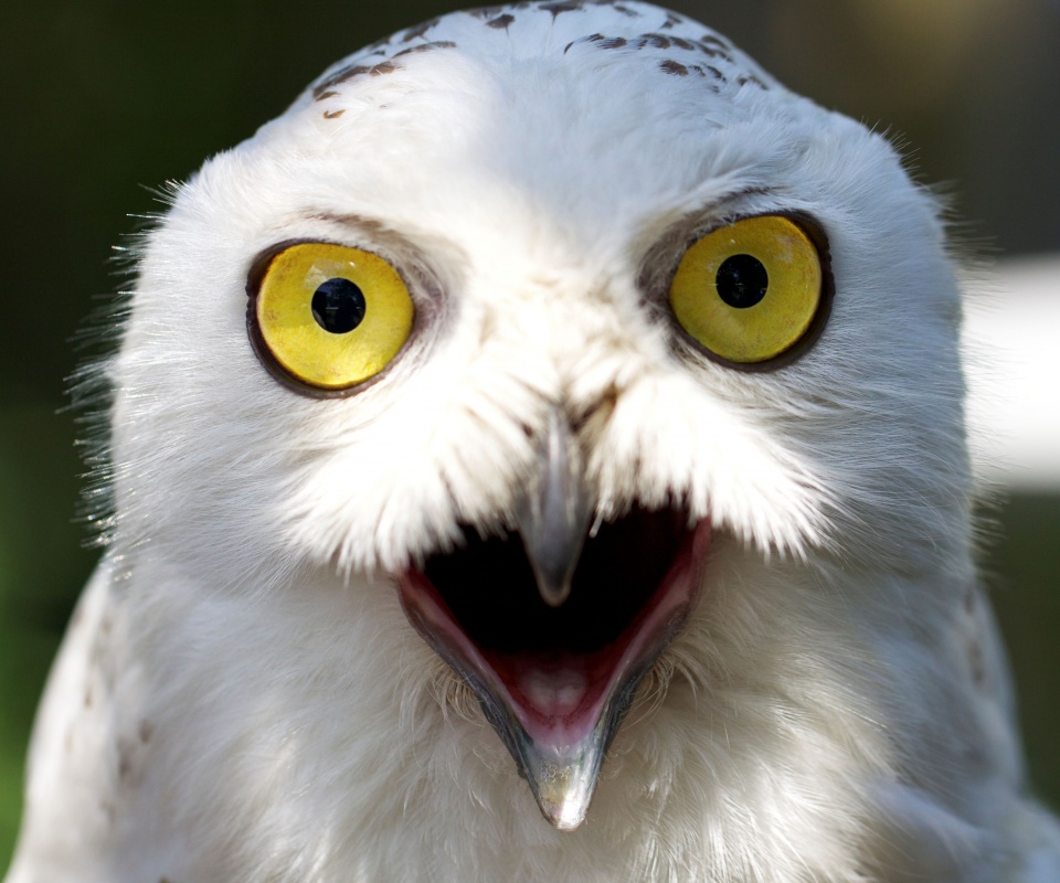 Сова в шоке! обои