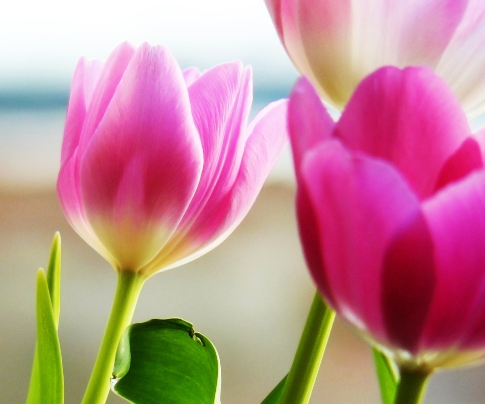 Тюльпаны обои