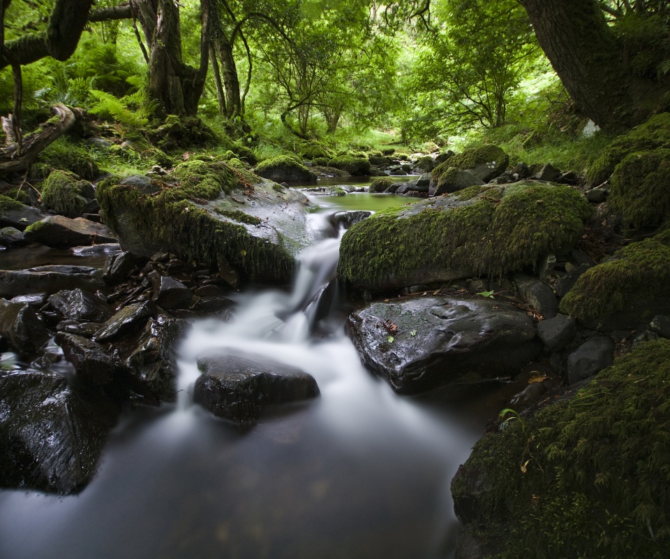 Речной поток в лесу обои