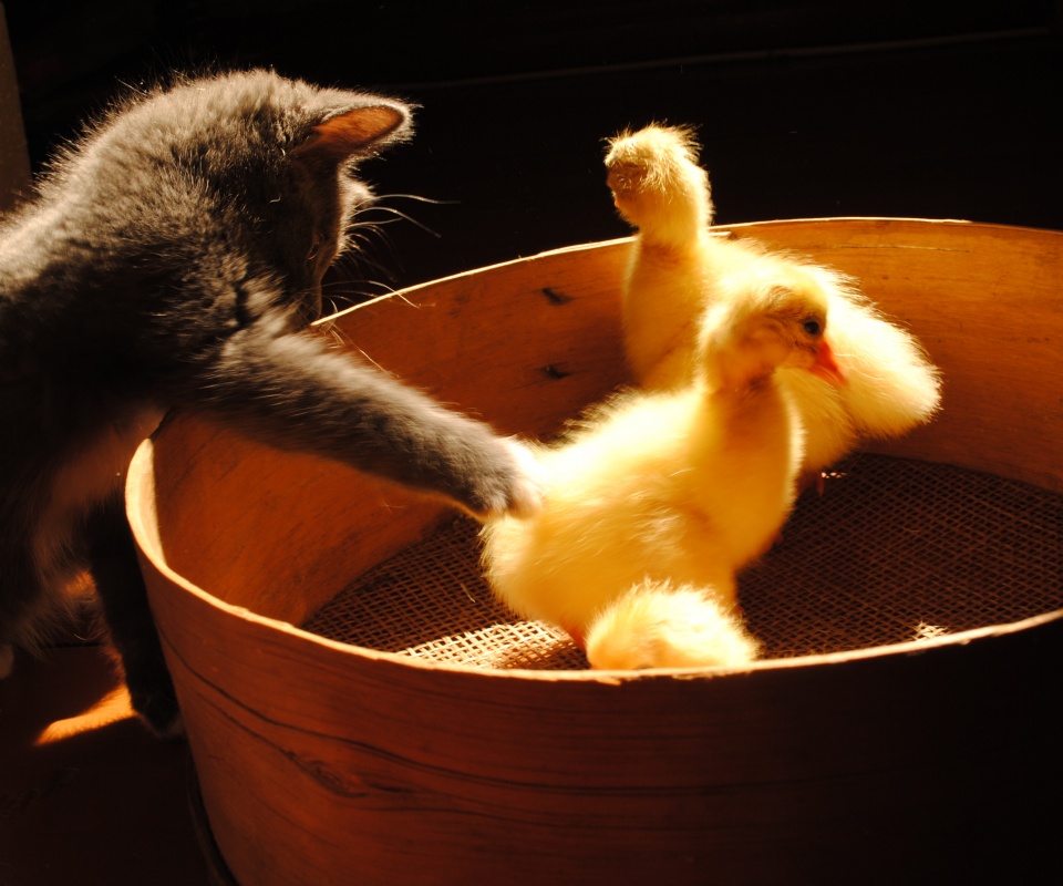 Котенок играет с утятами обои