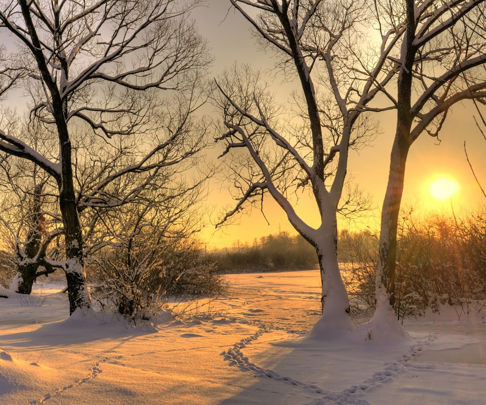 Солнечный свет в зимнем лесу обои