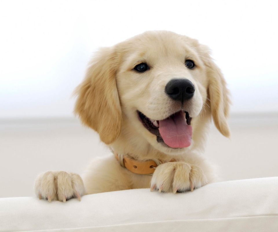 Щенок голден ретривера обои