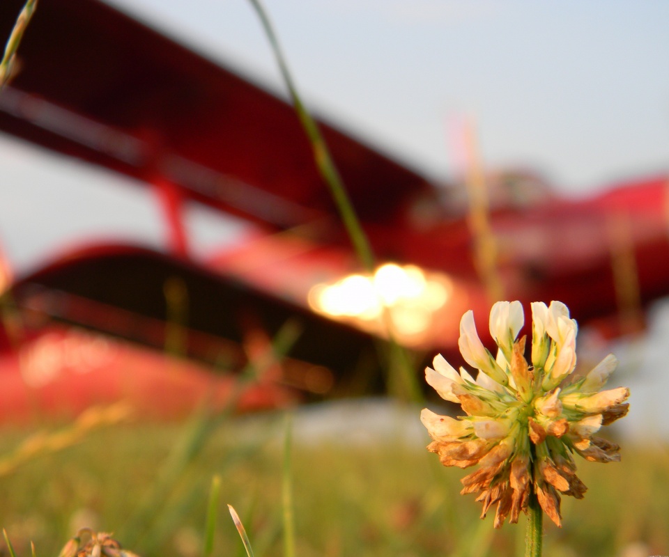 Цветок и красный самолет обои