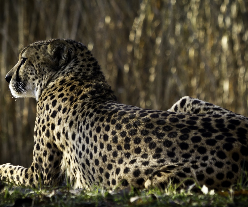 Гепард обои