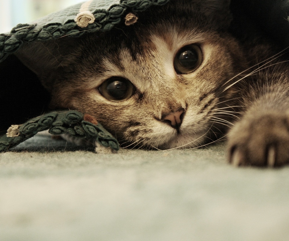 Кот под ковриком обои