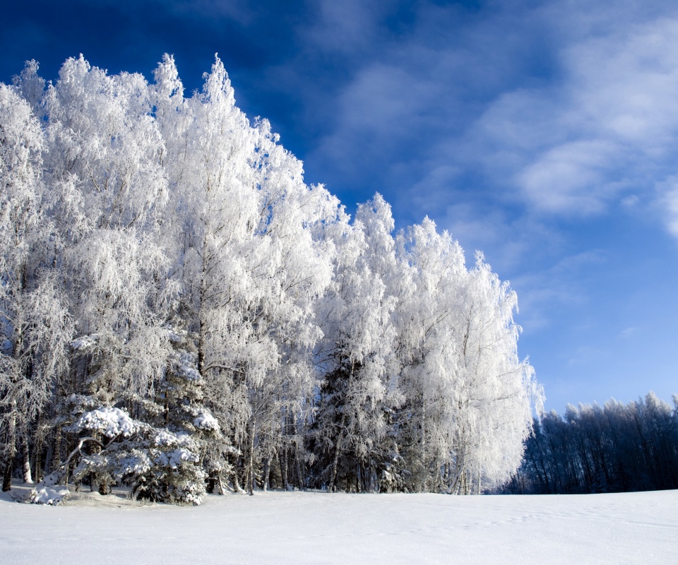 Заснеженные деревья обои