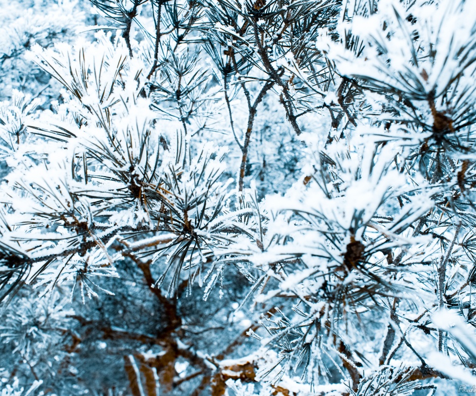 Фото сосны обои