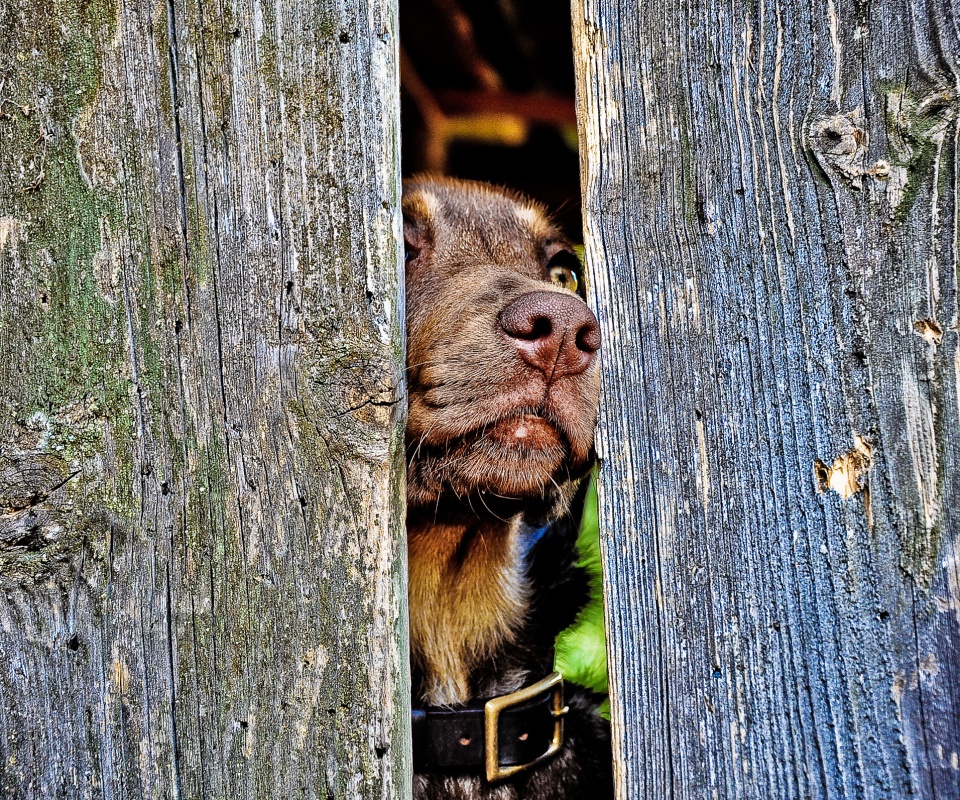 Собака выглядывает из-за забора обои