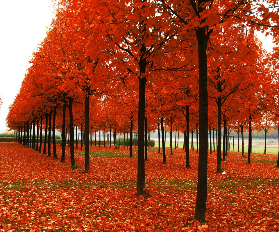 Скачать бесплатно осень обои