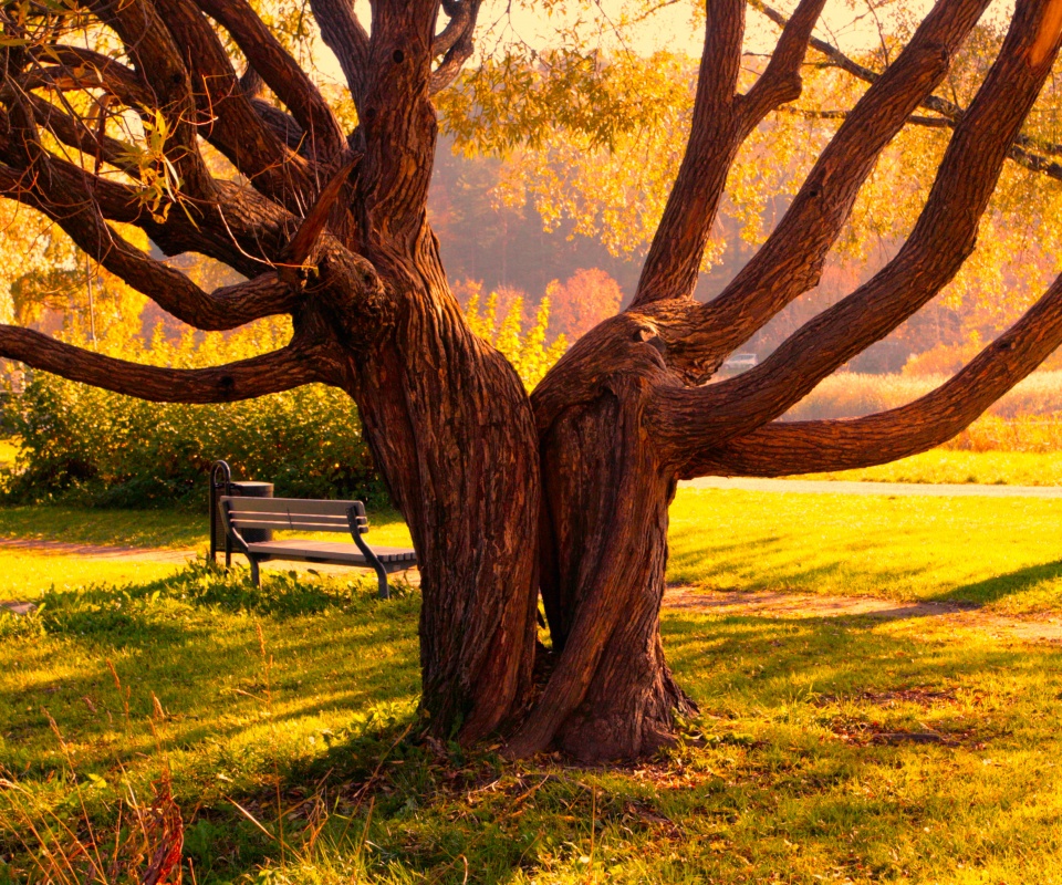 Старые сросшиеся деревья обои