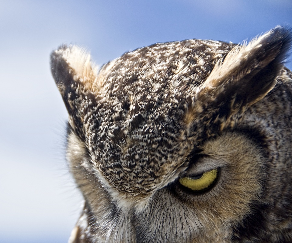 Злая сова обои