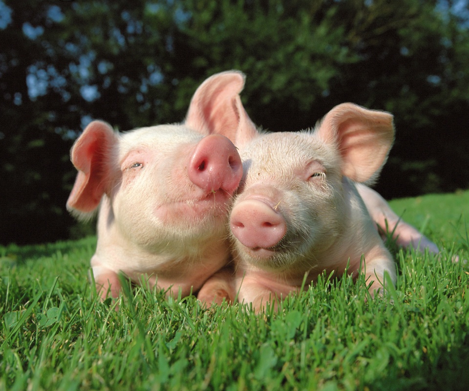 Два поросёнка обои