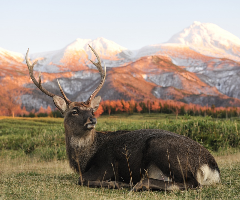 Олень отдыхает в предгорьях обои