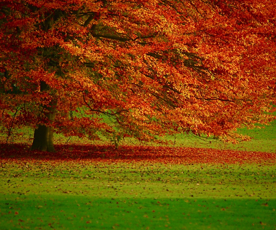 Пожелтевшее дерево с облетающей листвой обои