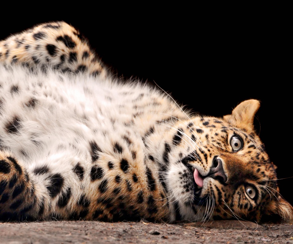 Большая пятнистая кошечка обои