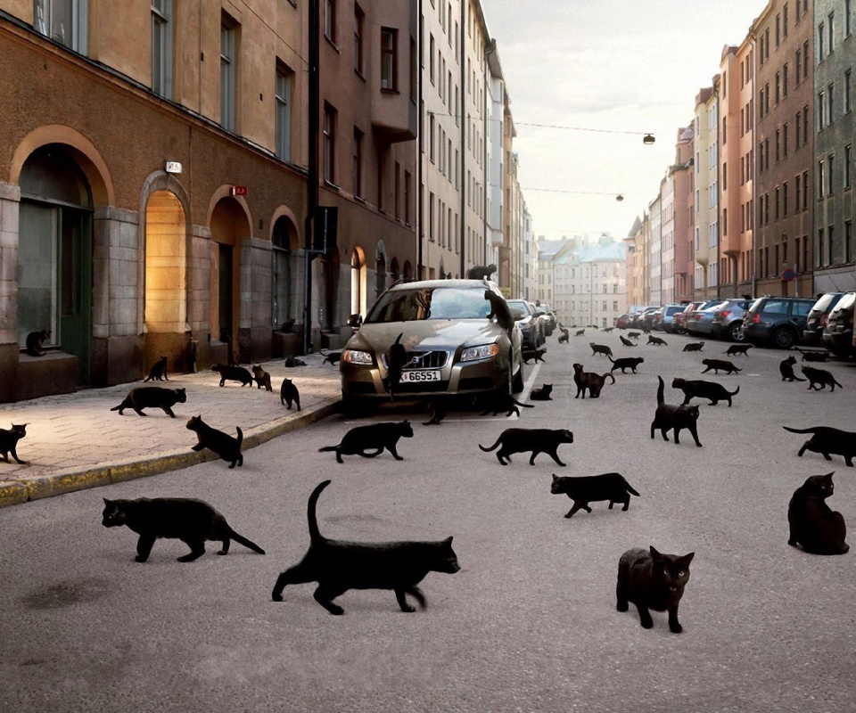 Город кошек обои