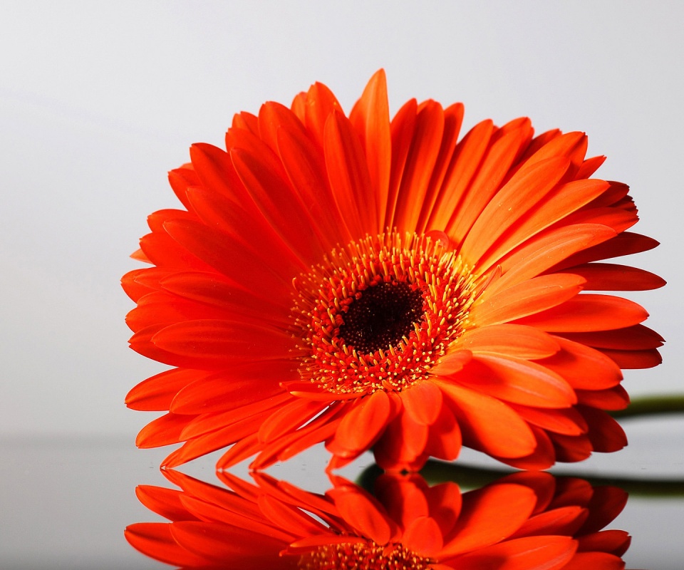 Гербер на стекле обои