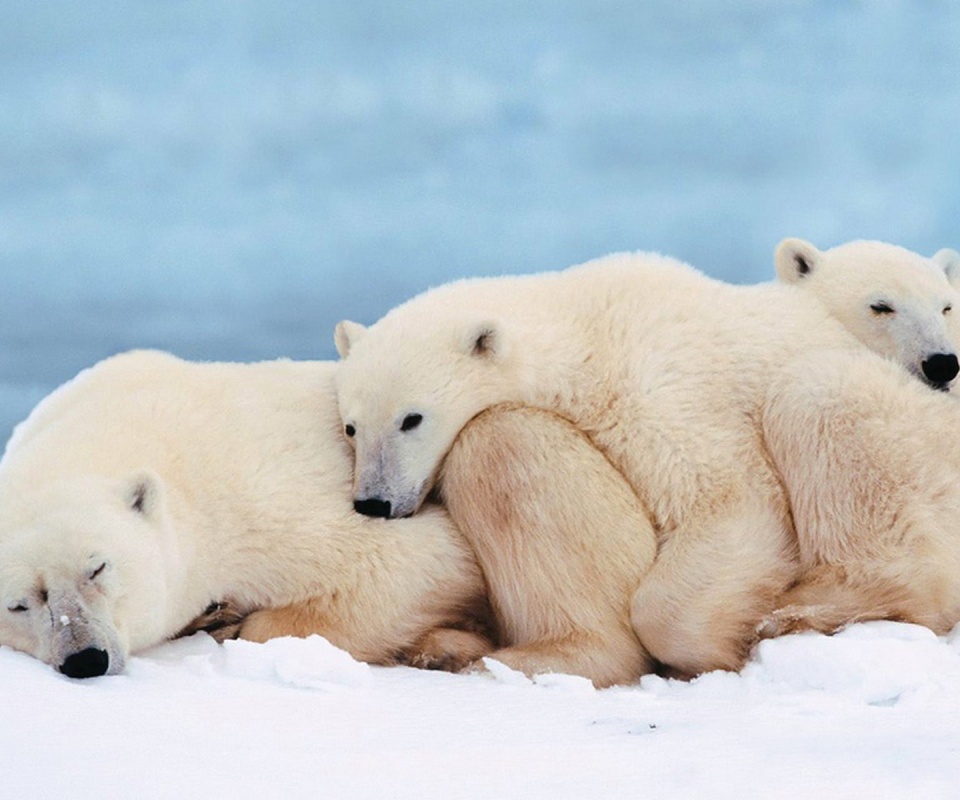 Белые мишки спят обои