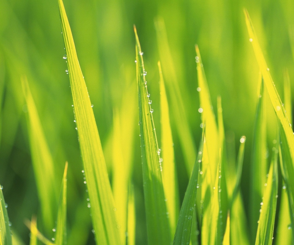 Яркая зеленая трава обои
