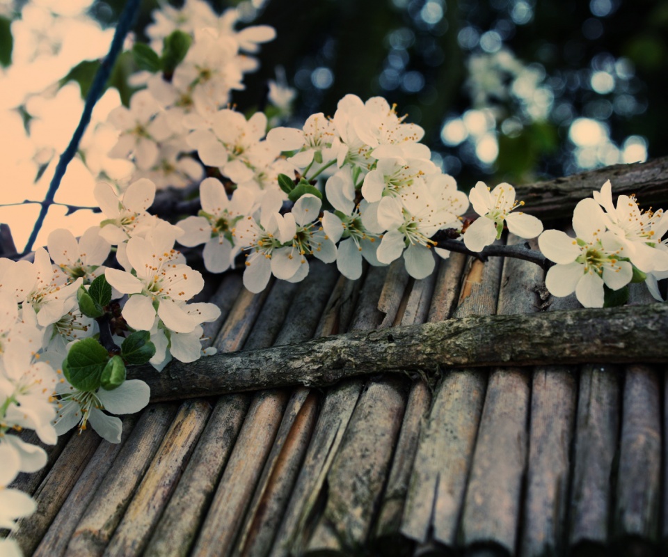 Веточка цветущей вишни обои