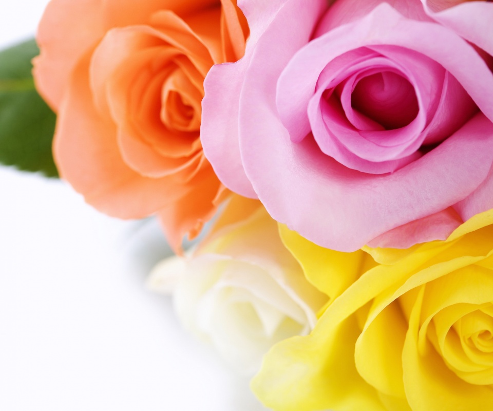 Букет разноцветных роз обои