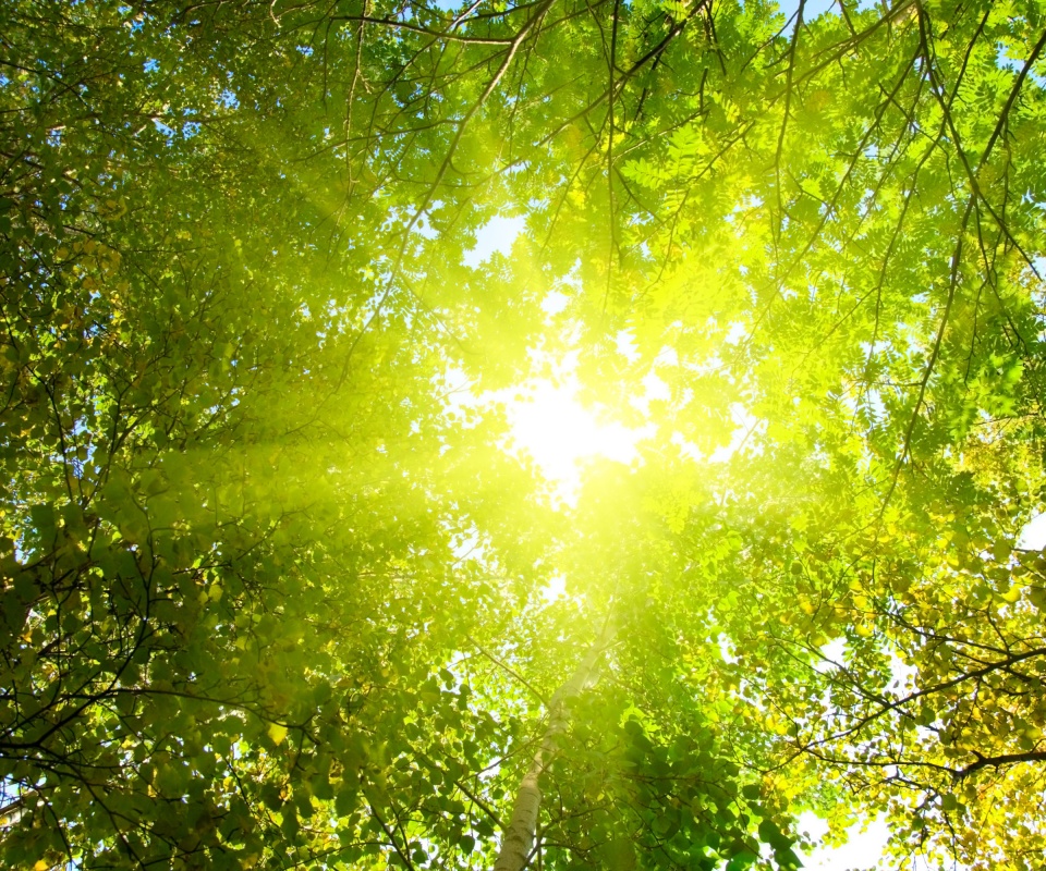 Яркий зеленоватый свет пробивающийся сквозь листву обои