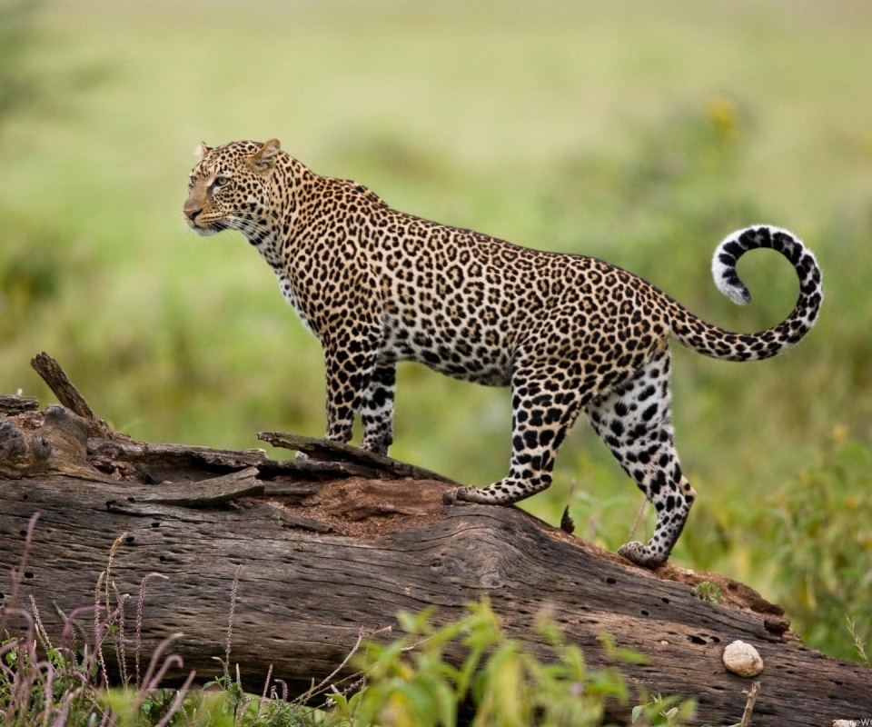 Леопард на природе обои