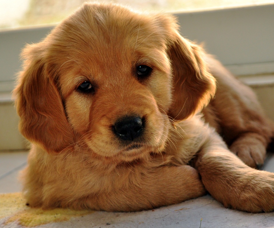 Сонный щенок лабрадора обои