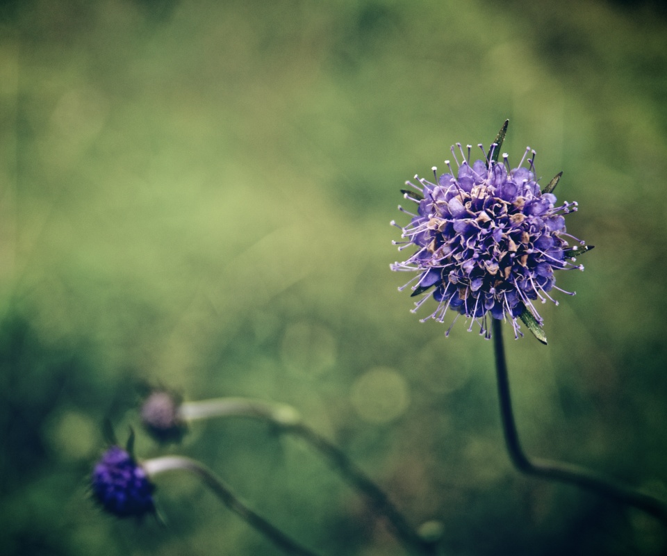 Цветок в макро обои