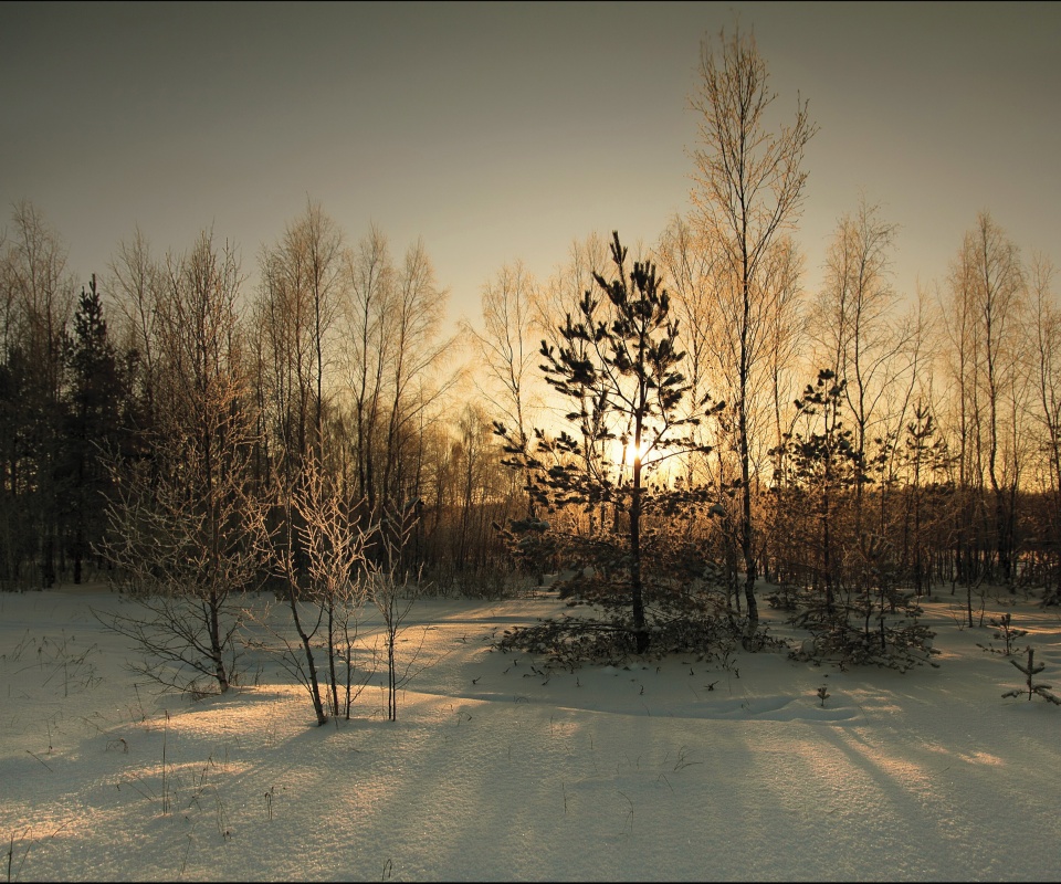 Зимний лес обои
