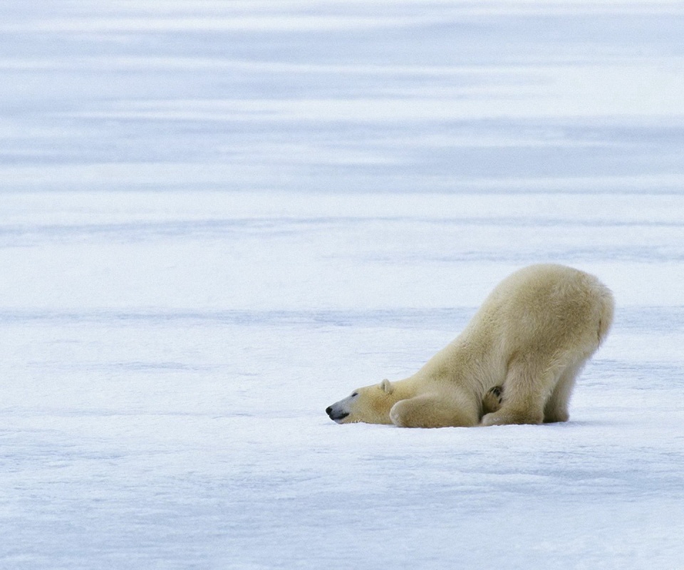 Полярный мишка в смешной позе обои