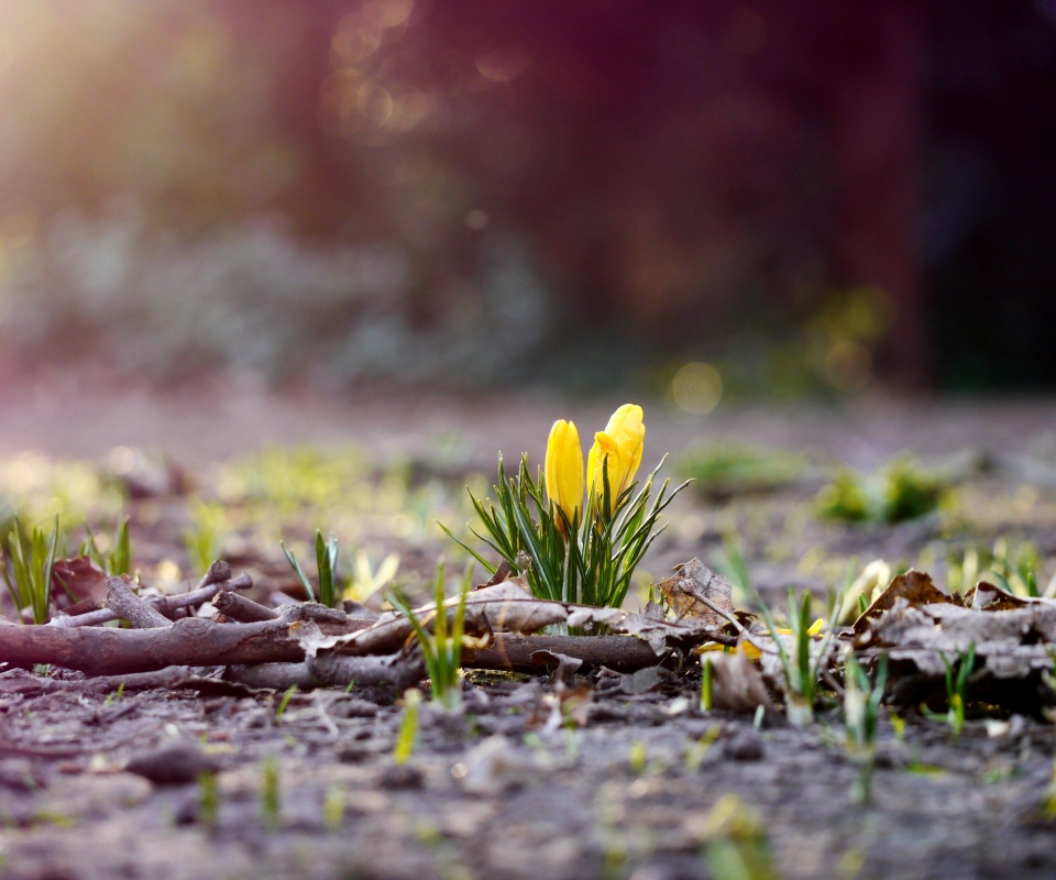 Весенняя трава и цветы обои