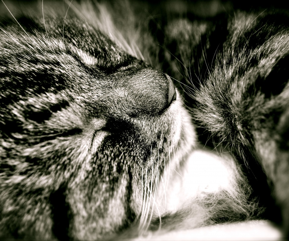 Пушистый кошара обои