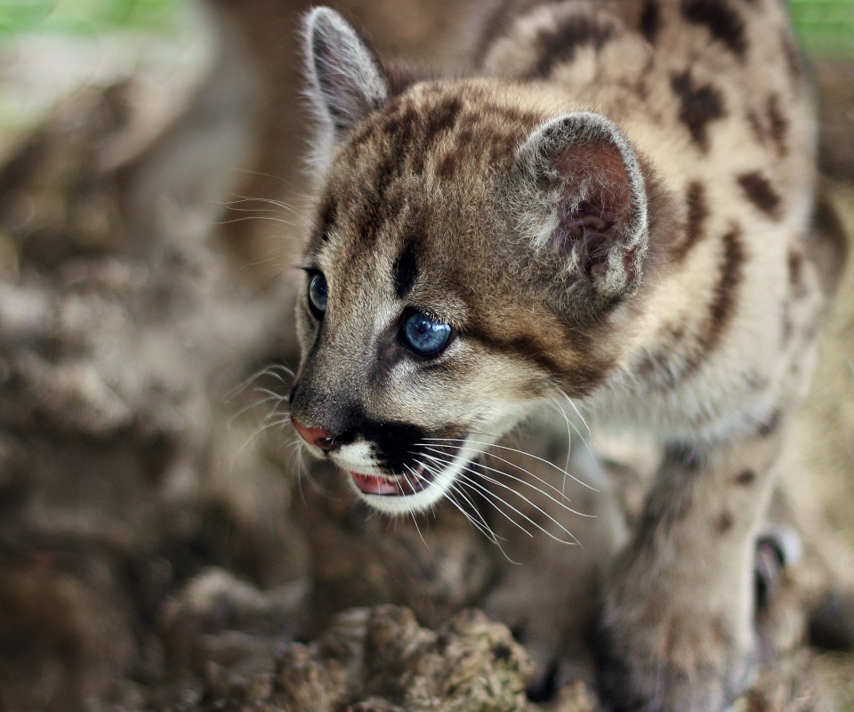 Котенок барса обои