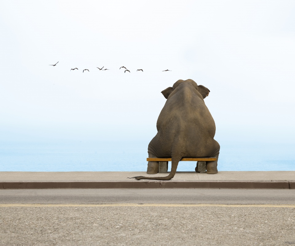 Слон на табуретке обои